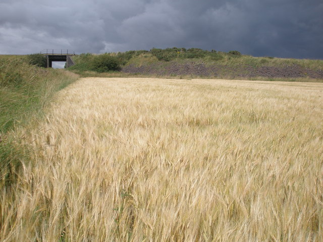 Railway embankment and bridge by a field of ripening barley, Usan