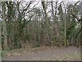 Wooded slope on the north side of the Esk Valley