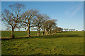 Fields and Trees Near Auchinleck