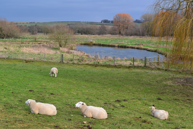 Sheep beside the River Test