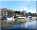 Moorings on Isleworth Ait