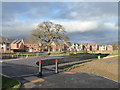 A surviving tree in a new housing estate