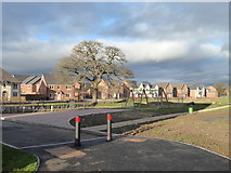 SO8753 : A surviving tree in a new housing estate by Chris Allen