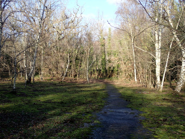 A walk through the woods