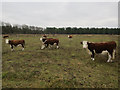 TF7707 : Cows near Lodge Farm by Hugh Venables