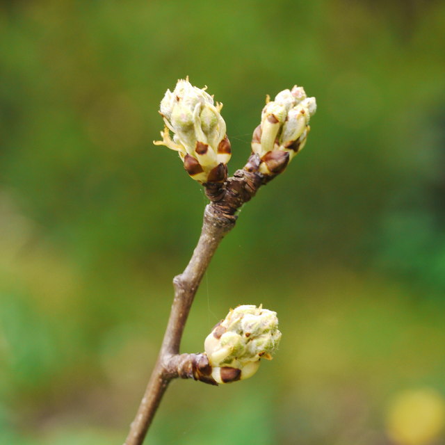 Expanding buds, 1