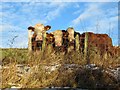 Curious Cattle