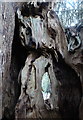 Inside the ancient yew tree in Stalisfield churchyard