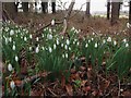 TL7996 : Snowdrops beside forest road 166 by David Pashley