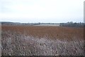 Large ploughed field