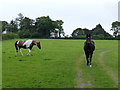 Horses near Beckhams