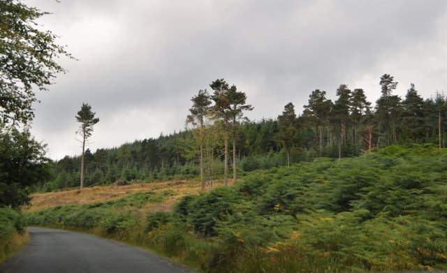 thinned-out-forest-by-the-road-n-chadwick-geograph-ireland