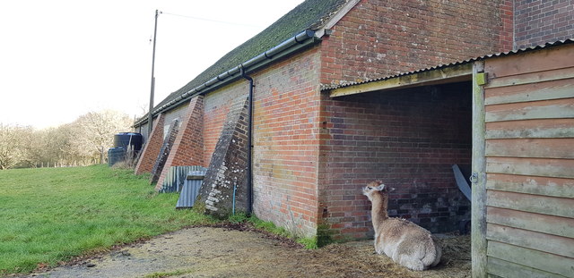 Buttresses and Camelid off Lythe Lane