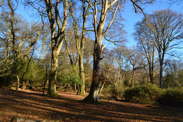 Winter sunlight in Ridley Wood