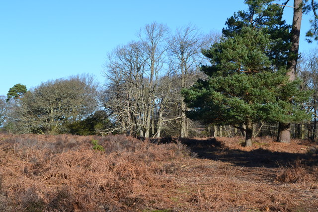 The edge of Backley Inclosure