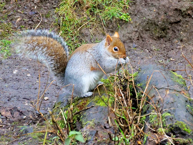 Squirrel in the Dell at Bodelwyddan Castle