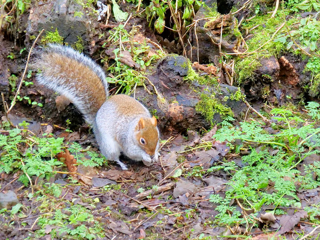 Squirrel Foraging at Bodelwyddan Park
