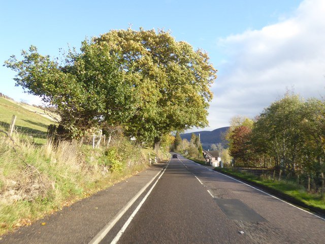 Trees by the A82 at Temple Pier