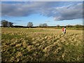 Sheep Field