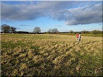 SO8088 : Sheep Field by Gordon Griffiths