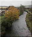 Autumn colours on a bank of the Rhondda River, Treherbert