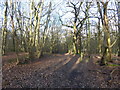 Path in Oxhey Woods