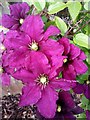 Purple Clematis