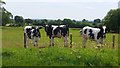 Calves in spring pasture