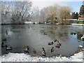 Ducks on the duck pond at Coleshill on a chilly winter?s day