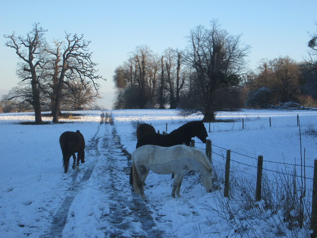 Three horses on the South Bucks Way near to Mop End Lane