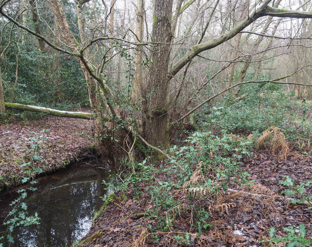 Overflow stream from Lynford Lakes © David Pashley :: Geograph Britain ...