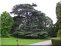 Tree in Eastnor Castle Arboretum