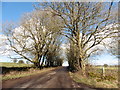 ST5151 : Tree-lined Broad Road by Roger Cornfoot