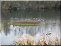 Canada Geese at Bodenham Lake