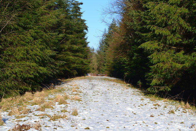 Forest track at Blackensford Hill
