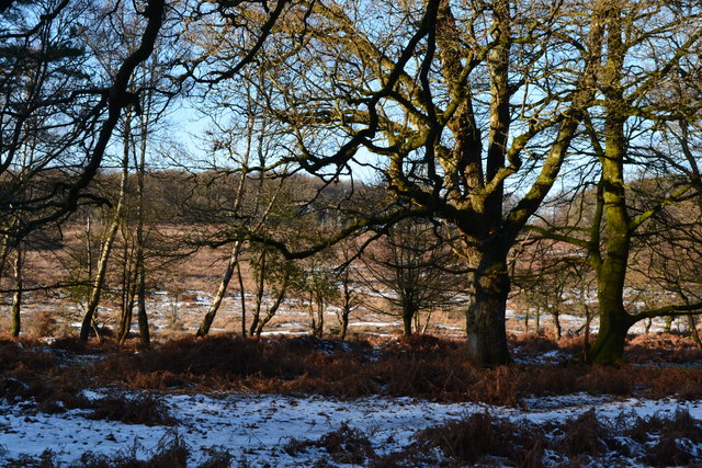 View out of the woods towards Blackensford Bottom