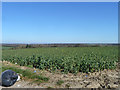 Oil-seed rape with flytipping