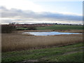 Washland at Mexborough Low Pasture