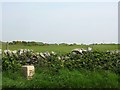 Old Milestone by the A747, Knock Farm Cottage, Glasserton Parish