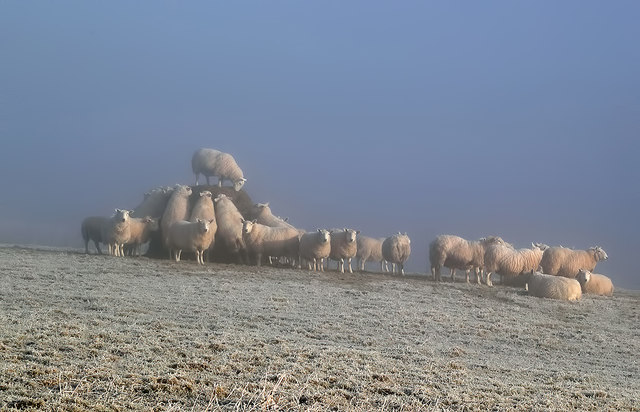 Sheep on Bemersyde Hill
