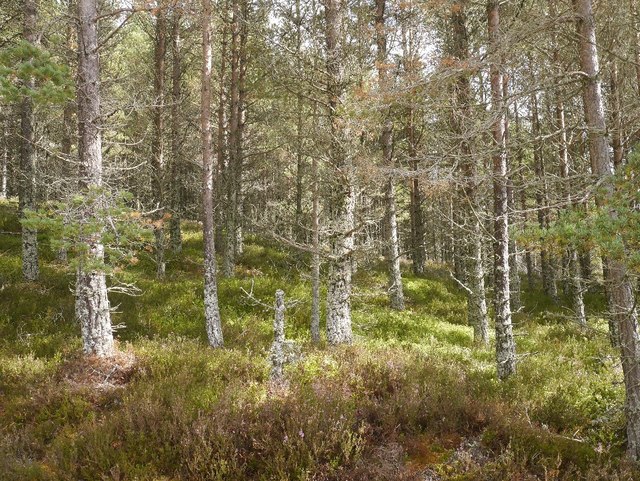 Pine Plantation Near Baileguish © Richard Webb Cc-by-sa 2.0 :: Geograph 