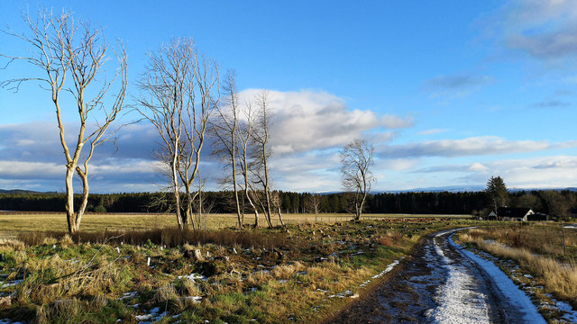 Private road from South Lodge to Bellton Wood,  Black Isle