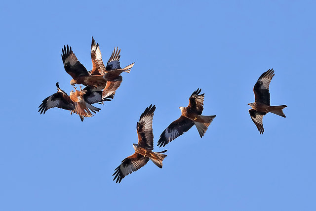 Red Kites at Bellymack Farm © Walter Baxter :: Geograph Britain and Ireland