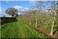 Apple orchard