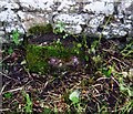 Old Milestone by the B935, Forgandenny