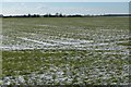 Farmland east of Scawsby Lane