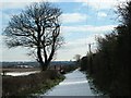 SE5405 : Tree alongside Roman Ridge, south of Green Lane by Christine Johnstone