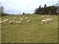 NY9374 : Sheep grazing near Swinburne Castle by Oliver Dixon