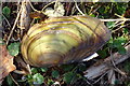 SO8844 : Swan mussel, Anodonta cygnea beside Croome River by Philip Halling