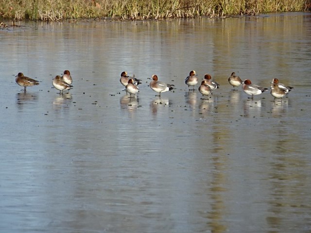Wigeon ducks